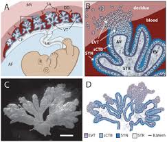 Image result for Endostemon villosus