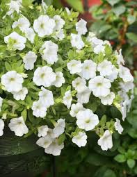 Image result for foto Million Bells