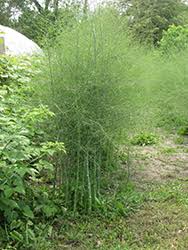 Image result for Asparagus rogersii