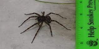 Common house spiders in wisconsin by david hewitt; Eeek Spiders So Big You Will Freak