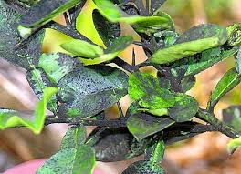 A doença das manchas pretas surge inicialmente através de pontinhos escuros nas folhas, que posteriormente se tornam anéis amarelados à medida que os pontos crescem, até que toda a. As Principais Doencas Da Pera Prevencao Causas E Tratamento Orvalho Mealy