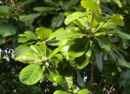 Maybe you would like to learn more about one of these? Pokok Ketapang Bernilai Tinggi Daunnya Terbuang Tapi Sebenarnya Sangat Lumayan Petua Ibu