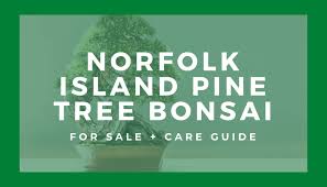 Bonsai is the reproduction of natural tree forms in miniature. Norfolk Island Pine Tree Bonsai For Sale Care Guide