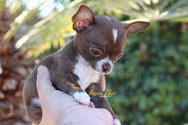 Cura Con Perros Chihuahua Chihuahua Chihuahua Dogs Cute Chihuahua Chihuahua Puppies