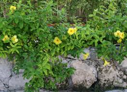 Image result for Allamanda cathartica