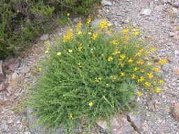 Image result for Adenocarpus