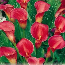 Cara merawat bunga lili tiger kebun emaknya benjamin. Cara Menanam Bunga Calla Lily Bibitbunga Com