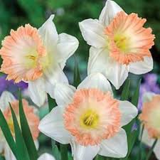 British Gamble Daffodil Brecksbulbs Ca Bulb Flowers Daffodil Flower Daffodils