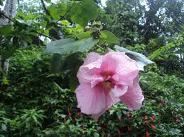 Image result for Hibiscus mutabilis