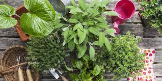 We did not find results for: Create A Herb Garden Ideas And Tips To Make Your Garden A Success Bosch Diy