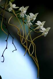 Image result for Aerangis verdickii