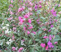 Mountain Garland Clarkia Heirloom Flowers Renee S Garden Seeds