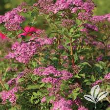 Image result for Spiraea bumalda