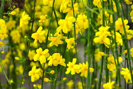 Image result for Jasminum nudiflorum