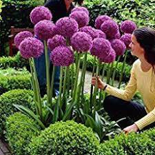 Maybe you would like to learn more about one of these? All About Alliums Garden Therapy Allium Flowers Plants Allium Giganteum