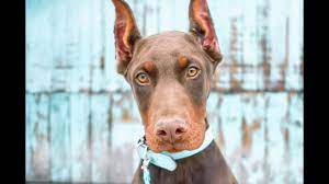 Breeding champion & european akc dobermans since 2010. Red European Doberman Puppy In Training Porter S Obedience Youtube