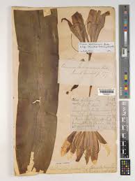 Image result for Crinum stuhlmannii