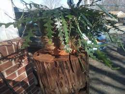 How to care for cacti and succulents. Pin On Indoor Garden