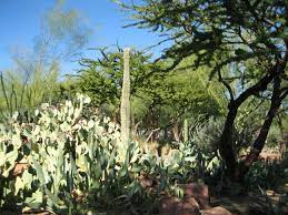Parking area was ample, and patrolled by security. Botanical Cactus Garden Henderson Nv Henderson Nevada Cactus Garden Henderson Nv