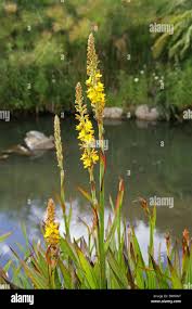 Image result for Wachendorfia