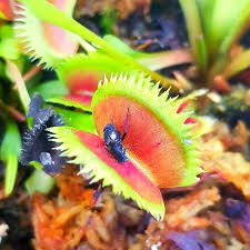 I have ordered plants from a few of them and, for the most part, i have been very happy with the health and size of the. I Treat Them Like Pets The World Of Singapore S Carnivorous Plant Lovers