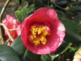 Pink And White Camellia Flowers Bloom White Camellia