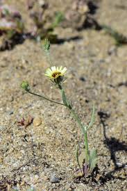 Image result for Suaeda merxmuelleri