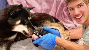 Helping My Pregnant Dog Give Birth To 7 Puppies! - Youtube