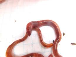 These worms are eisenia hortensis, also known as european nightcrawlers or belgian worms. Identifying The European Nightcrawler Composting Worm Dengarden