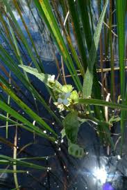 Image result for Caperonia fistulosa