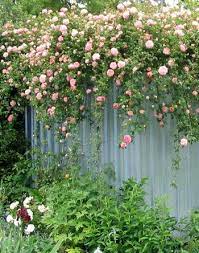 Google Image Result For Http Www Mooseyscountrygarden Com Rose Garden Climbin Climbing Roses Climbing Vines New Dawn Climbing Rose