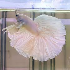 Pin By Husniye Celik On Beautiful Betta Fish Betta Fish Betta Freshwater Aquarium Fish
