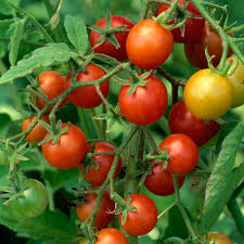 tomatoes ile ilgili görsel sonucu