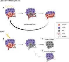 Ask for players' emails to identify them. Interfering With Tumor Hypoxia For Radiotherapy Optimization Journal Of Experimental Clinical Cancer Research Full Text