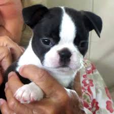 We did not find results for: Lyn D Anns Bostons