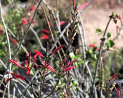 Image result for Justicia heterocarpa