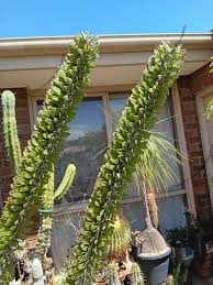 Image result for Alluaudia procera