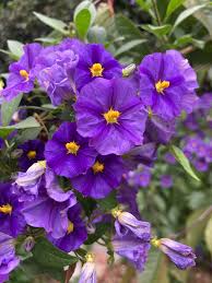 Image result for Lycianthes rantonnetii