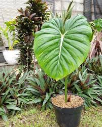 Philodendron Pastazanum Shipping By Dhl Etsy