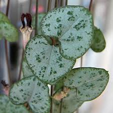 Bluhende Zimmerpflanzen Fur Haus Wohnung Und Wintergarten