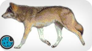 See more ideas about drawings, wolf, wolf drawing. Incredibly Realistic Wolf Animation Youtube