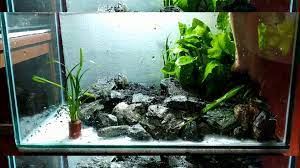 Fish kipping, betta, guppy, and more aquascape 43 Aquascape Tema Natural Tanpa Injeck Co2 Video Dailymotion