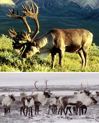 نتيجة بحث الصور عن ‪arctic caribou‬‏