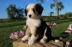 Learn how our breeding program is made to provide them with a great head start. Black Tri Mini Bernedoodle Pa