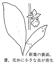 花卉病害虫 エビネの絵目次