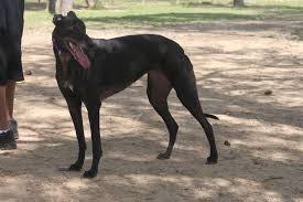 Black And White Pitbull Greyhound Mix Black Greyhound 2 By Pinkroseart On Deviantart Black Dog Greyhound Big Dogs