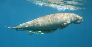 They are the only species of the genus dugong, as well as the only living. Project Manager Vacancy Dugong And Seagrass Conservation Project In Mozambique Dugong