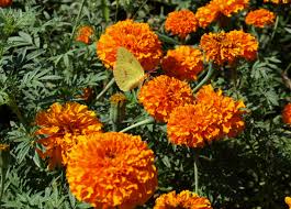 Allow seed heads to fade and die. Marigold Home Garden Information Center
