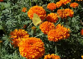 These trees reach maturity quickly, growing approximately 24 inches or more per season. Marigold Home Garden Information Center