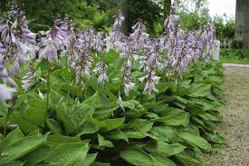 Hosta plants for sale from hostasdirect in 2 maturities: Hosta Varieties For Your Shade Garden Hgtv